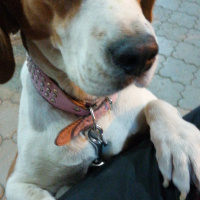 Beagle, Köpek  Eli fotoğrafı