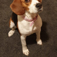 Beagle, Köpek  Eli fotoğrafı