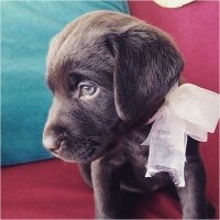 Labrador Retriever, Köpek  kadife fotoğrafı