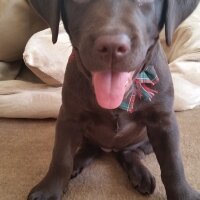 Labrador Retriever, Köpek  kadife fotoğrafı