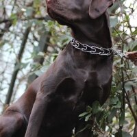 Labrador Retriever, Köpek  kadife fotoğrafı