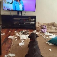 Labrador Retriever, Köpek  kadife fotoğrafı