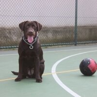 Labrador Retriever, Köpek  kadife fotoğrafı