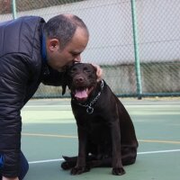 Labrador Retriever, Köpek  kadife fotoğrafı