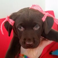 Labrador Retriever, Köpek  kadife fotoğrafı