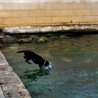 Labrador Retriever, Köpek  kadife fotoğrafı