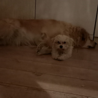 Maltese, Köpek  Zuzu fotoğrafı