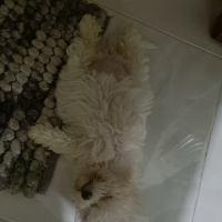 Maltese, Köpek  Zuzu fotoğrafı