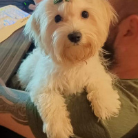 Maltese, Köpek  Zuzu fotoğrafı