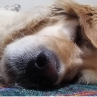 Golden Retriever, Köpek  PaTi fotoğrafı