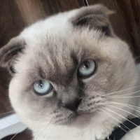 Scottish Fold, Kedi  Bulut fotoğrafı