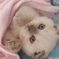 Scottish Fold, Kedi  Bulut fotoğrafı