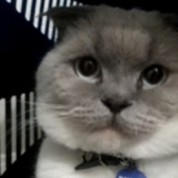Scottish Fold, Kedi  Bulut fotoğrafı