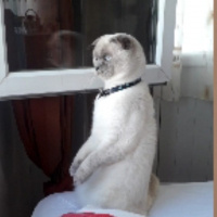 Scottish Fold, Kedi  Bulut fotoğrafı