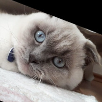 Scottish Fold, Kedi  Bulut fotoğrafı