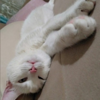 Ankara Kedisi, Kedi  Miya fotoğrafı