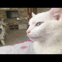 Ankara Kedisi, Kedi  Miya fotoğrafı