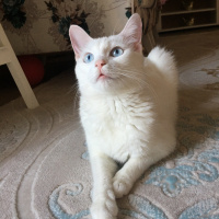 Ankara Kedisi, Kedi  Miya fotoğrafı
