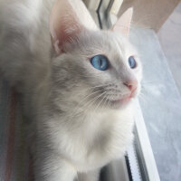 Scottish Fold, Kedi  Mischa fotoğrafı