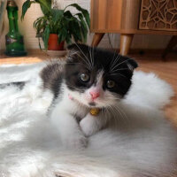 Scottish Fold, Kedi  Mischa fotoğrafı