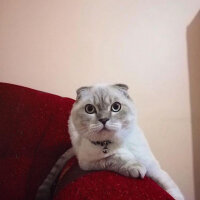 Scottish Fold, Kedi  Mischa fotoğrafı