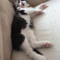 Scottish Fold, Kedi  Mischa fotoğrafı