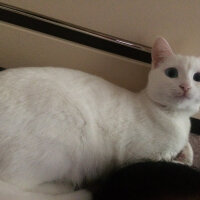 Scottish Fold, Kedi  Mischa fotoğrafı