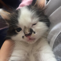 Scottish Fold, Kedi  Mischa fotoğrafı