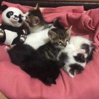 Scottish Fold, Kedi  Mischa fotoğrafı