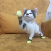 Scottish Fold, Kedi  Mischa fotoğrafı