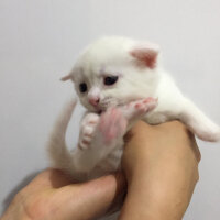 Scottish Fold, Kedi  Mischa fotoğrafı