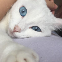 Scottish Fold, Kedi  Mischa fotoğrafı