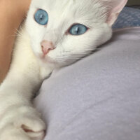 Scottish Fold, Kedi  Mischa fotoğrafı