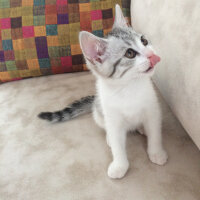 Scottish Fold, Kedi  Mischa fotoğrafı