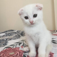 Scottish Fold, Kedi  Mischa fotoğrafı