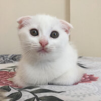 Scottish Fold, Kedi  Mischa fotoğrafı