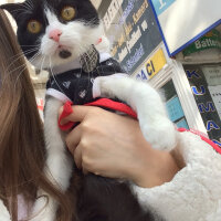 Scottish Fold, Kedi  Mischa fotoğrafı