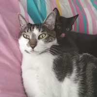 Tekir Kedi, Kedi  Tedi fotoğrafı