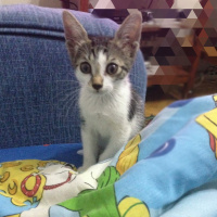 Tekir Kedi, Kedi  Tedi fotoğrafı