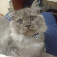 Scottish Fold, Kedi  Toprak fotoğrafı