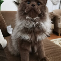 Scottish Fold, Kedi  Toprak fotoğrafı