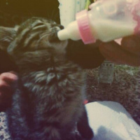 Tekir Kedi, Kedi  Minoes fotoğrafı