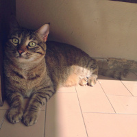 Tekir Kedi, Kedi  Tiffany fotoğrafı