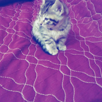 Tekir Kedi, Kedi  Tiffany fotoğrafı