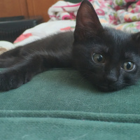 Bombay, Kedi  Olive fotoğrafı