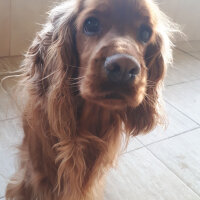 Amerikan Cocker Spaniel, Köpek  Max fotoğrafı