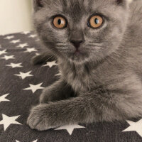 British Shorthair, Kedi  Mathilda fotoğrafı