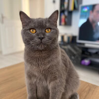 British Shorthair, Kedi  Mathilda fotoğrafı