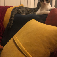 Tekir Kedi, Kedi  Edi fotoğrafı