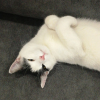 Tekir Kedi, Kedi  Poo fotoğrafı